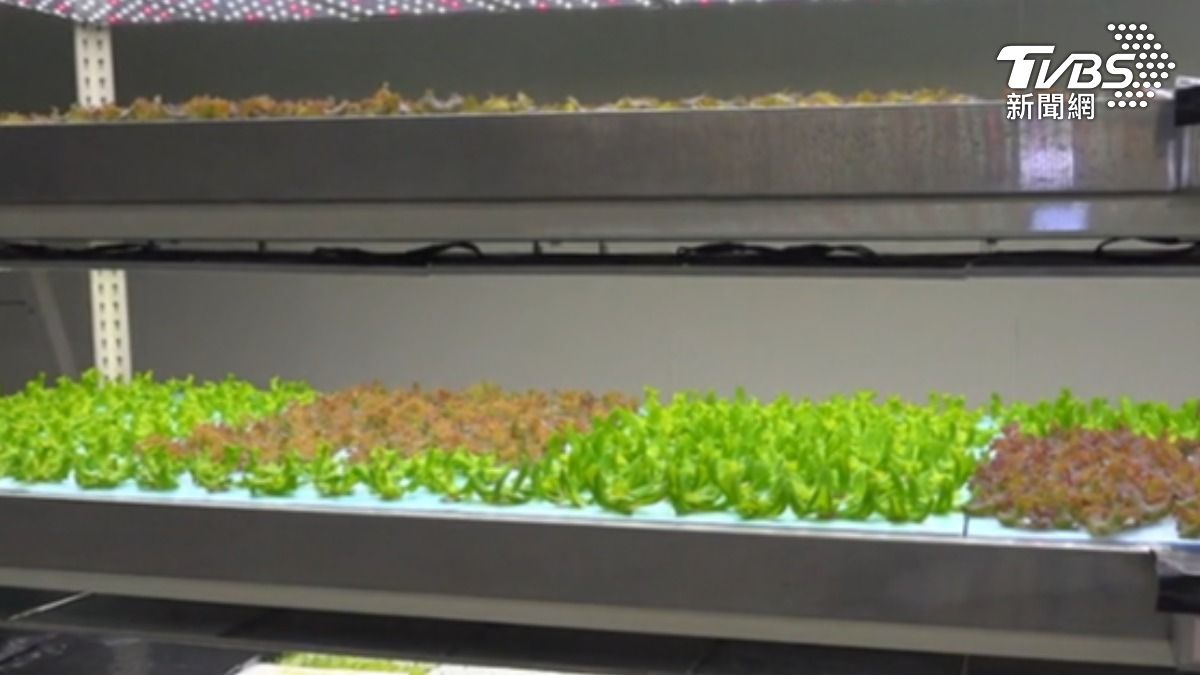 彰化水耕蔬菜「開袋即食」!無農藥無蟲害 一廠區砸600萬