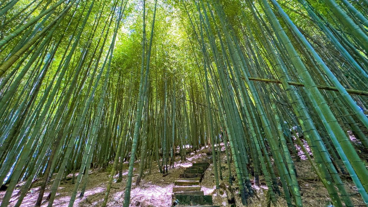 春節去哪玩?嘉義「精選15條步道」一覽 夢幻健走路線