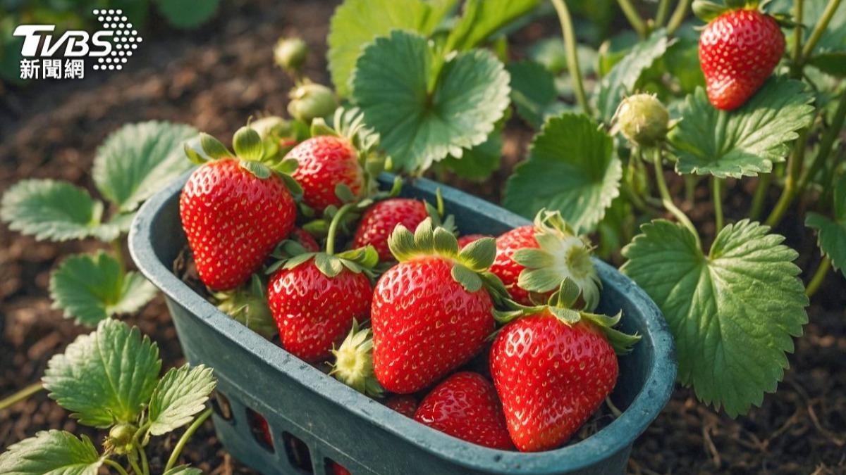 洗草莓加鹽巴恐增「農藥殘留」!農業部曝正確洗法3步驟