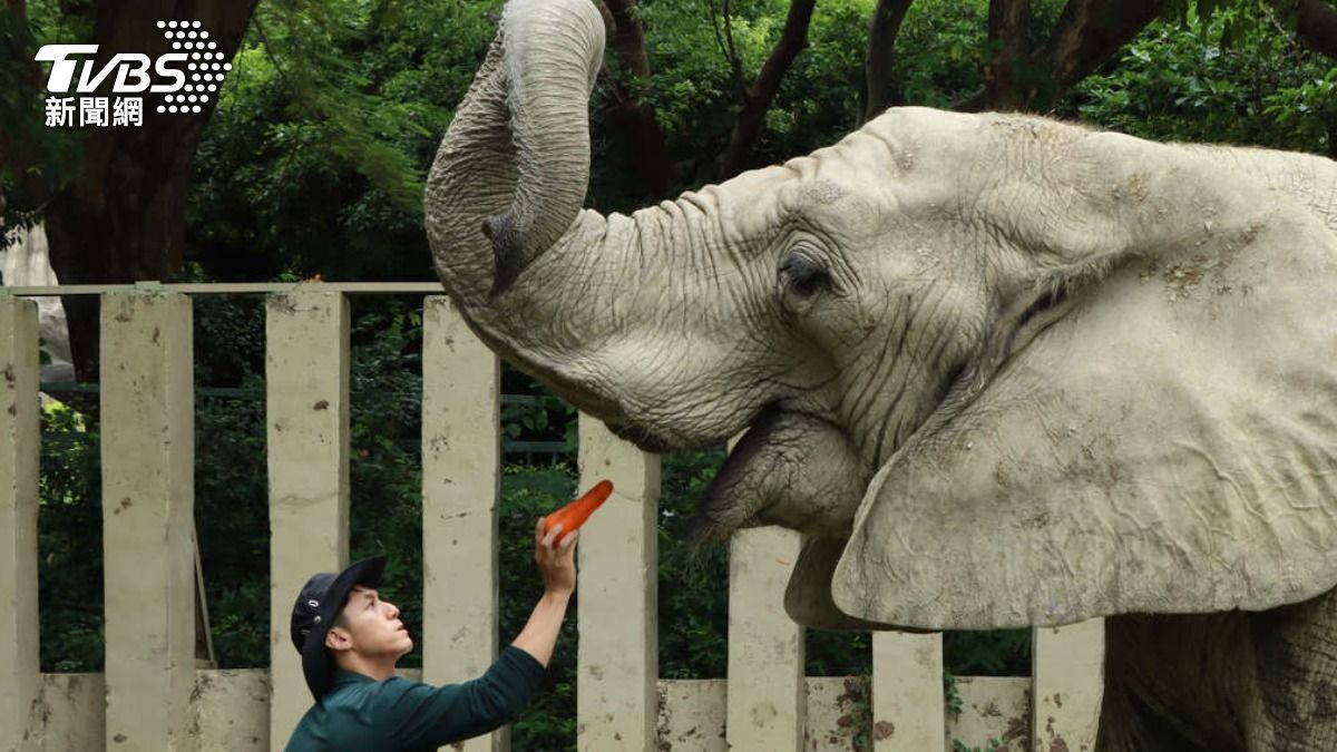 再見阿里!壽山動物園溫柔巨獸「非洲象阿里」逝世 享年52歲