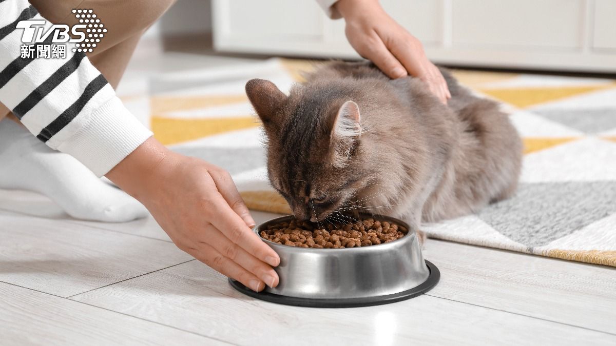 過年寵物沒人顧!她兼職當貓保母「9天接百單」 3.8萬入袋