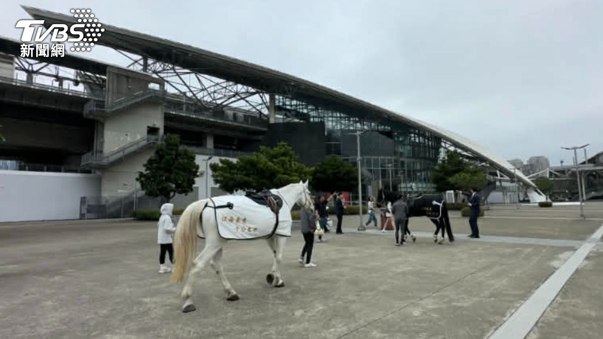 除夕高鐵站前驚見「黑白雙馬」!民眾瘋搶騎乘 背後寓意超有梗