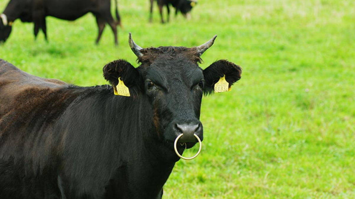 日本畜產業AI革命!血液預測牛肉質 去骨機器人豬肉產量增1成