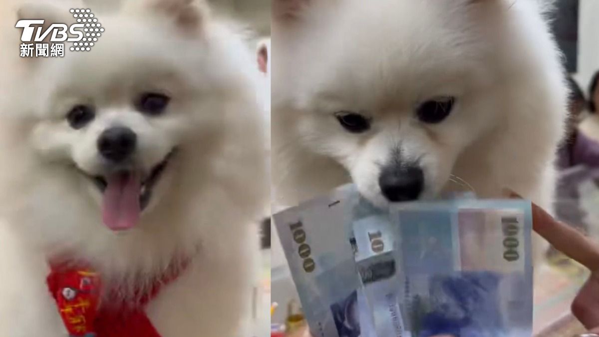 靈犬來C!前鮮肉警帶愛犬「刮刮樂路跑」 狂掃102萬老闆跪了