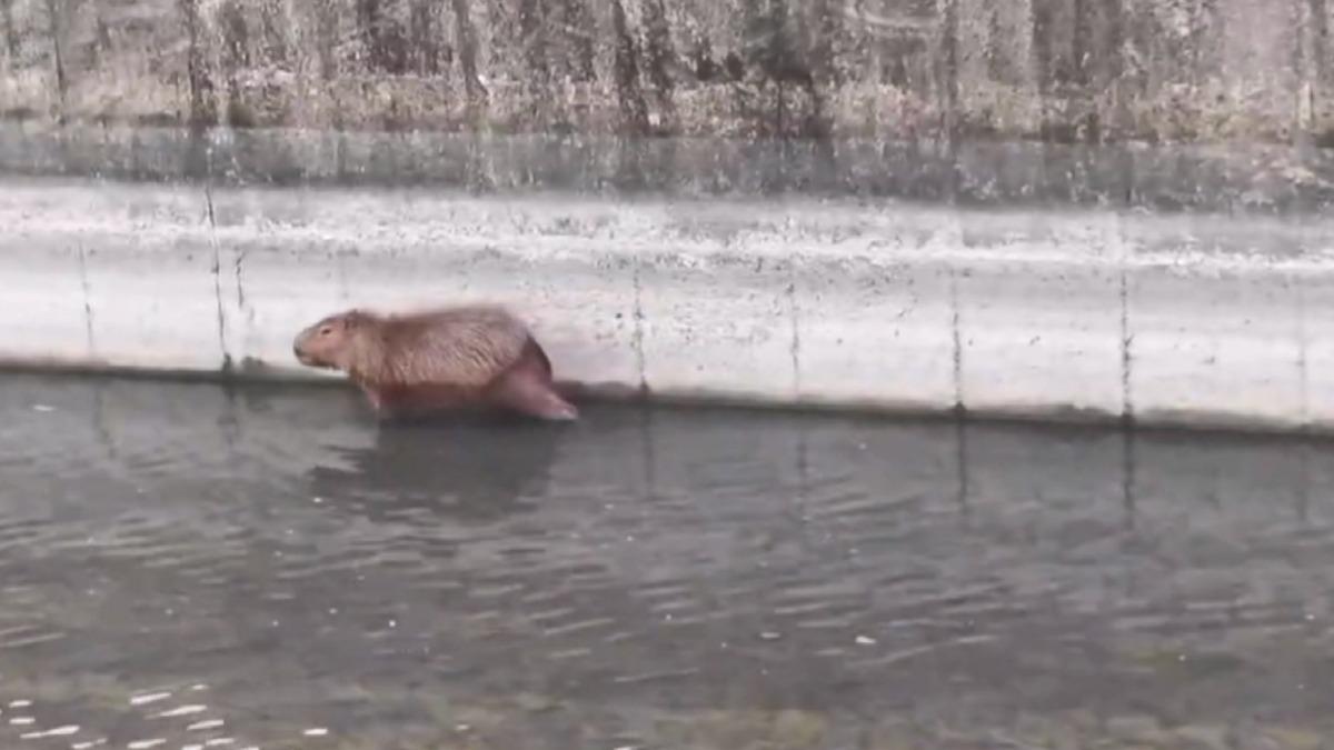 大年初一驚見「卡皮巴拉」逛大街 民眾傻眼:難道在走春?