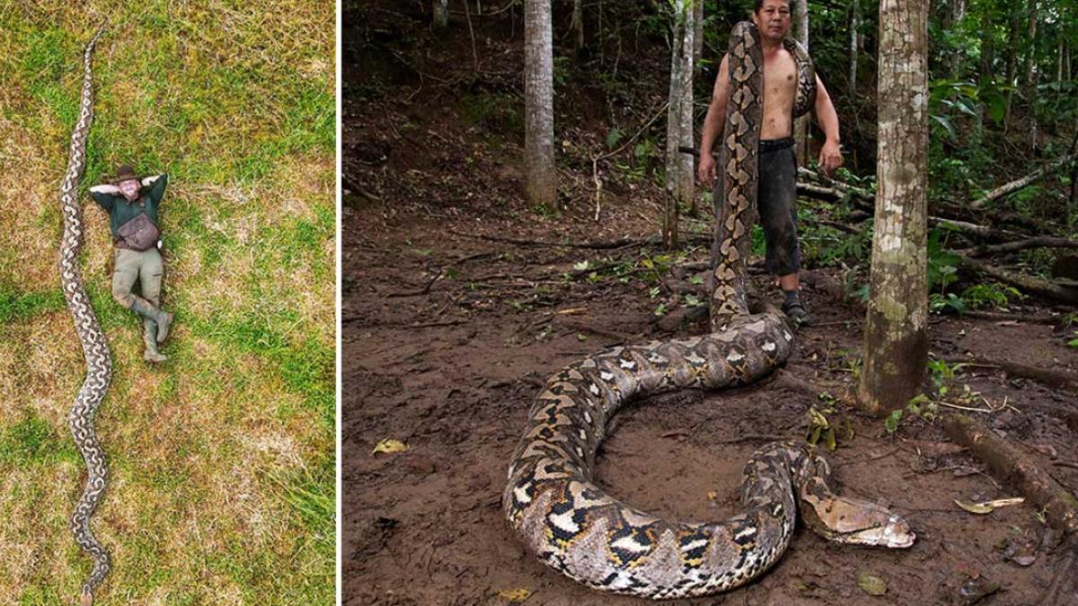 史上最長野生蛇!印尼「7.2公尺巨蟒」現蹤 刷新金氏世界紀錄