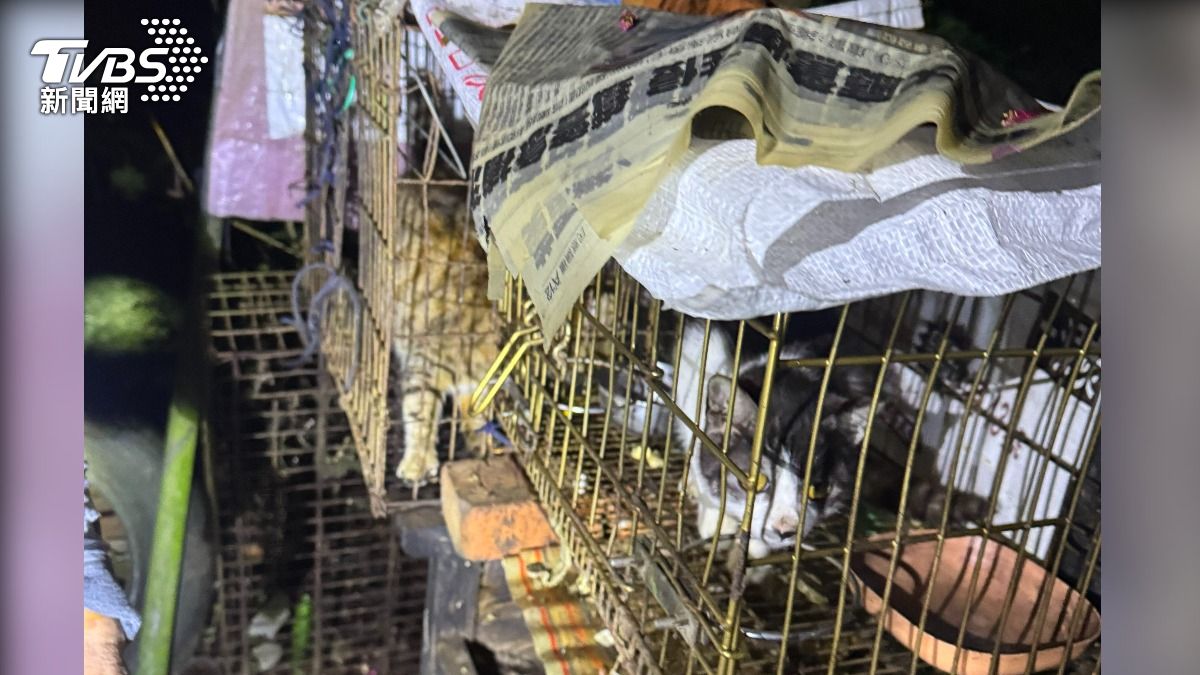 超惡劣!稱不滿阿嬤被咬 新竹學生籠內放沖天炮炸貓