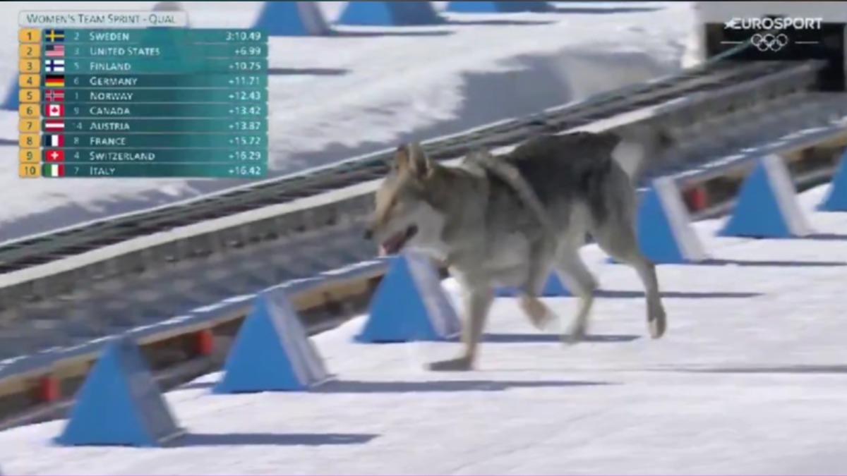 冬奧越野滑雪出現臨時選手!狼犬誤闖賽道衝線 觀眾驚呼連連
