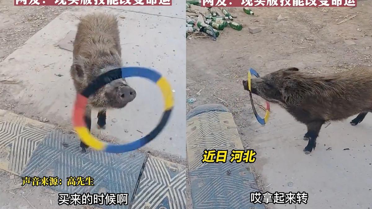 本是過年加菜!陸河北小豬「學雜技」撿回一命 網笑:太高超了