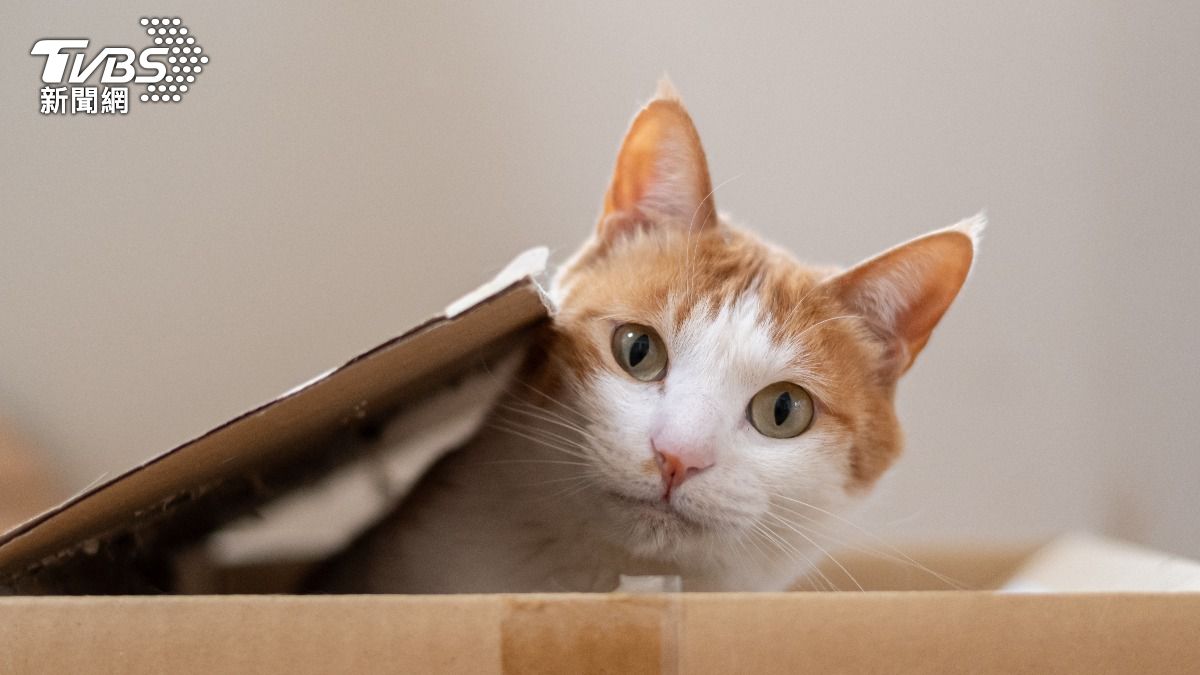 貓只有一天記憶? 獸醫曝真相:關鍵在「這件事」