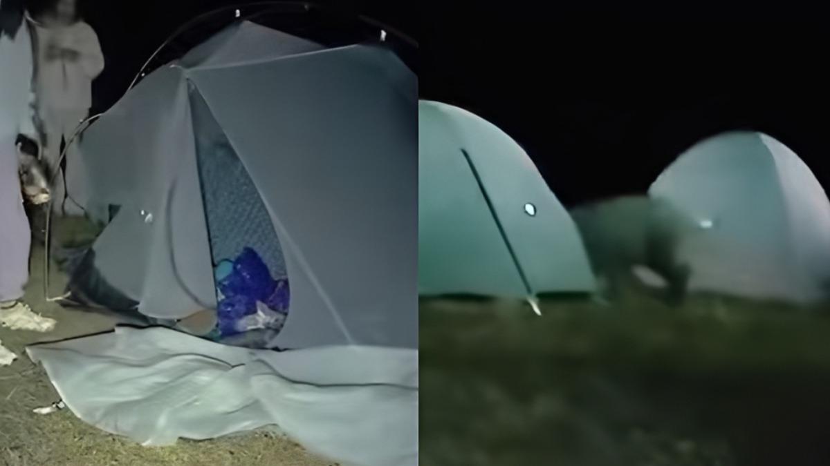 香港野豬突衝營地!「整頂帳篷遭掀翻」畫面曝 女子崩潰痛哭