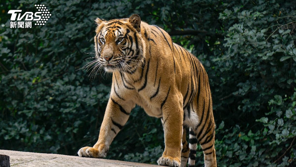 清邁12天72隻老虎暴斃!「屍體堆成山」燒不完 園區急關閉