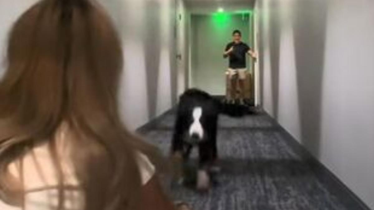 有片/真的是妳!伯恩山犬1個月沒見媽媽 激動衝刺猛聞畫面曝