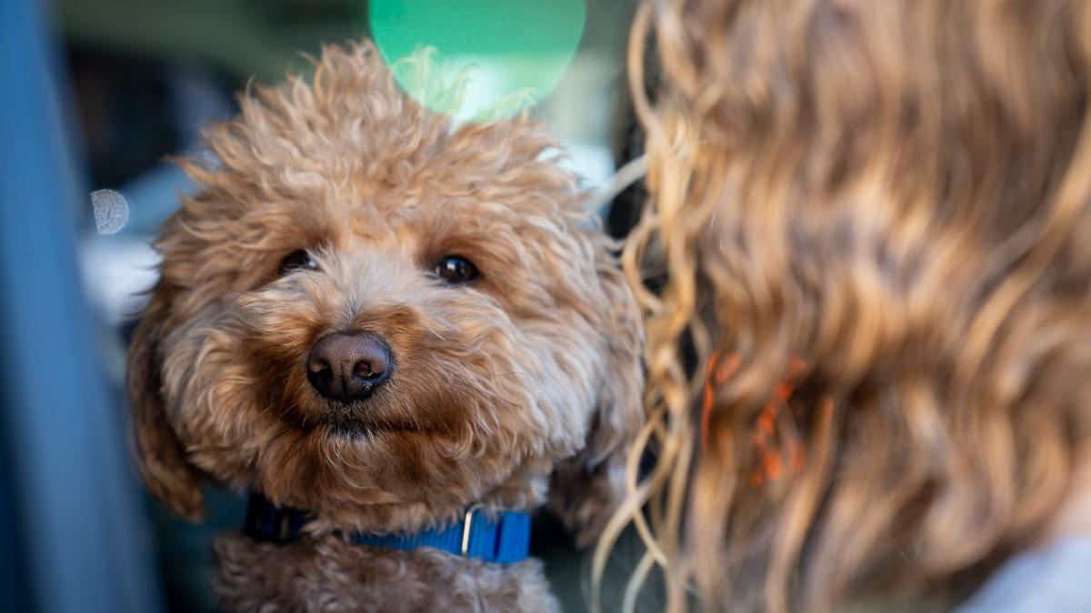 扯!她無法登機直接「棄養狗狗」 警員出手超暖心結局曝光