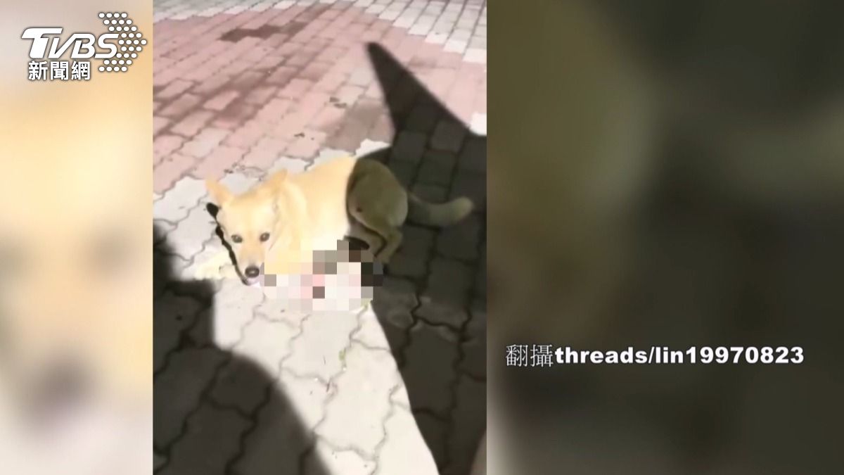 小黃狗深夜遭拋飛「從天而降」!住戶驚醒怒揪冷血租客