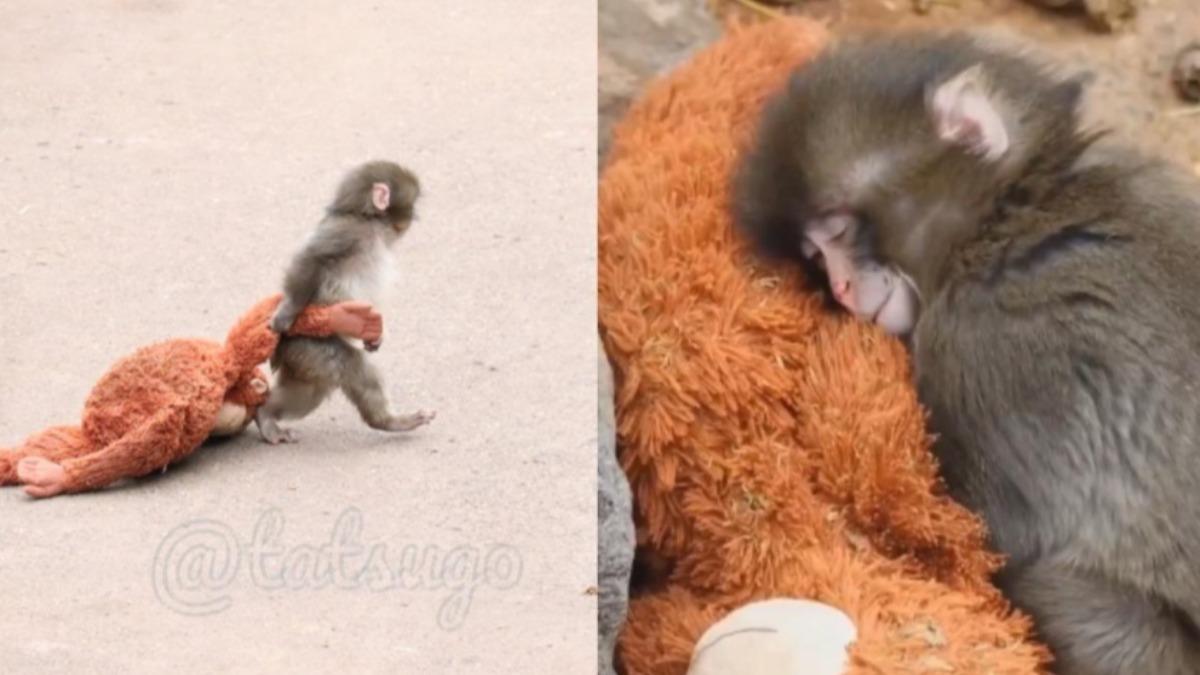 出生遭棄養!小獼猴緊抱「紅毛猩猩玩偶」 融入猴群過程惹心疼