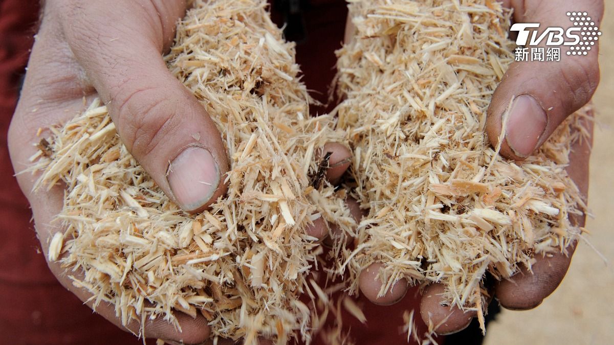 木屑也能變培根 揭秘真菌技術轉化森林廢料