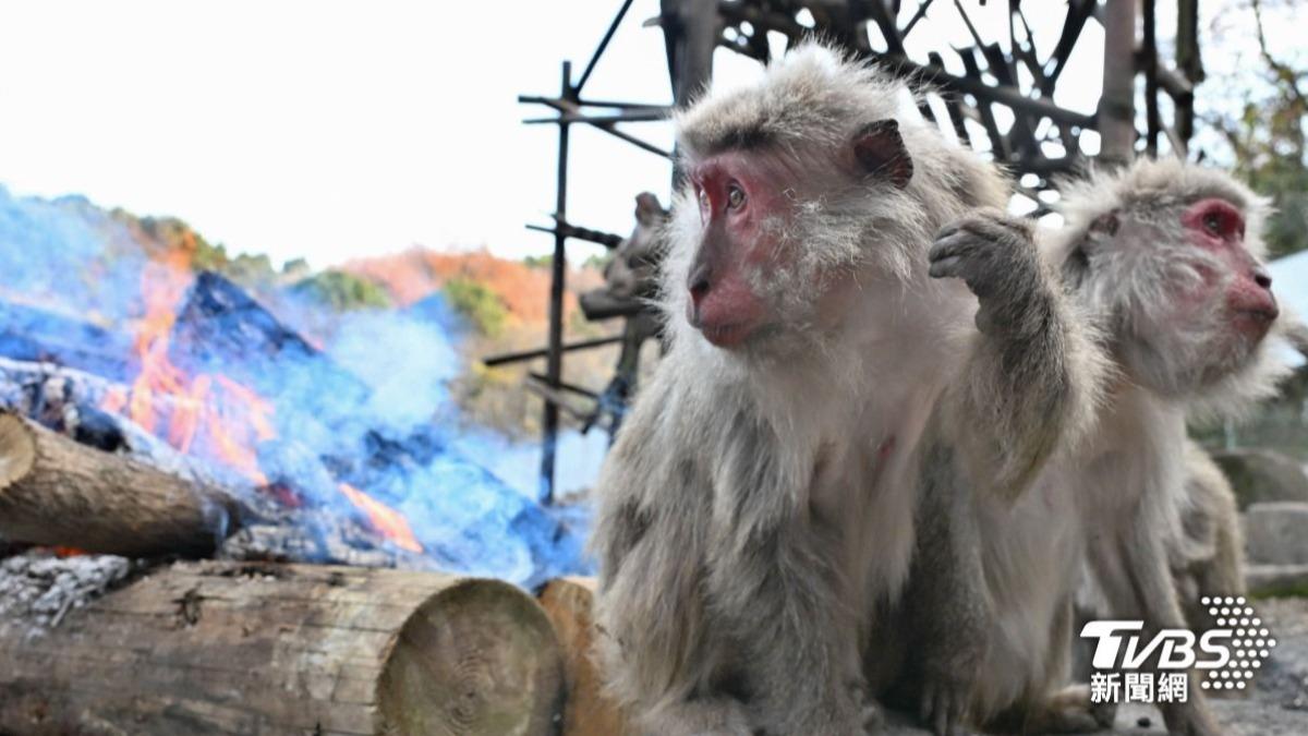 揭秘靈長類心智!日本小猴「布偶當媽」爆紅 黑猩猩展想像力
