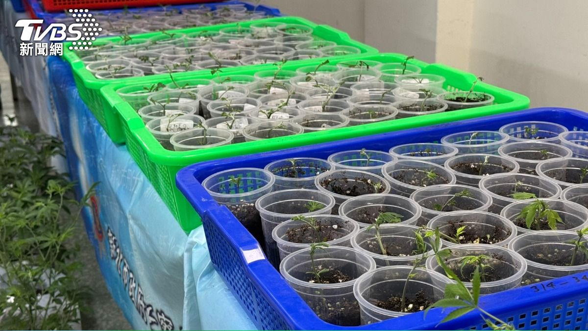 產量可供萬人吸食!苗栗男夥同員工自學種大麻 產值破6000萬