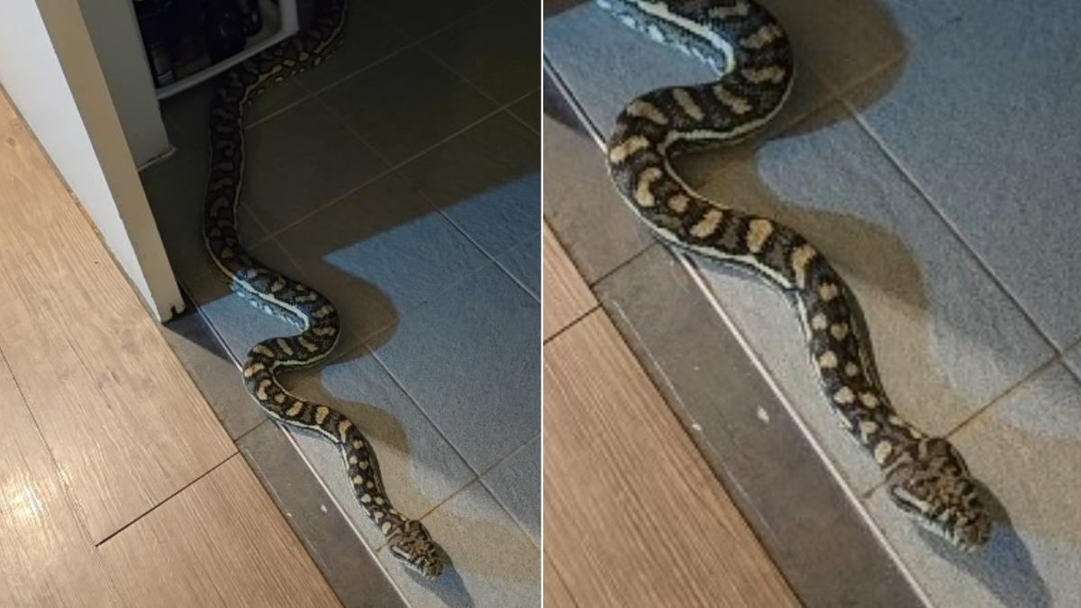 有片/超長蟒蛇深夜闖澳洲民宅! 屋主進浴室嚇傻急求助