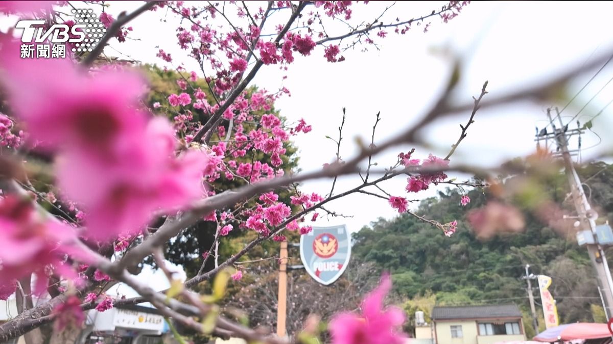 連假衝一波!杉林溪、武陵、泰安所花況曝光 粉櫻美到3月初