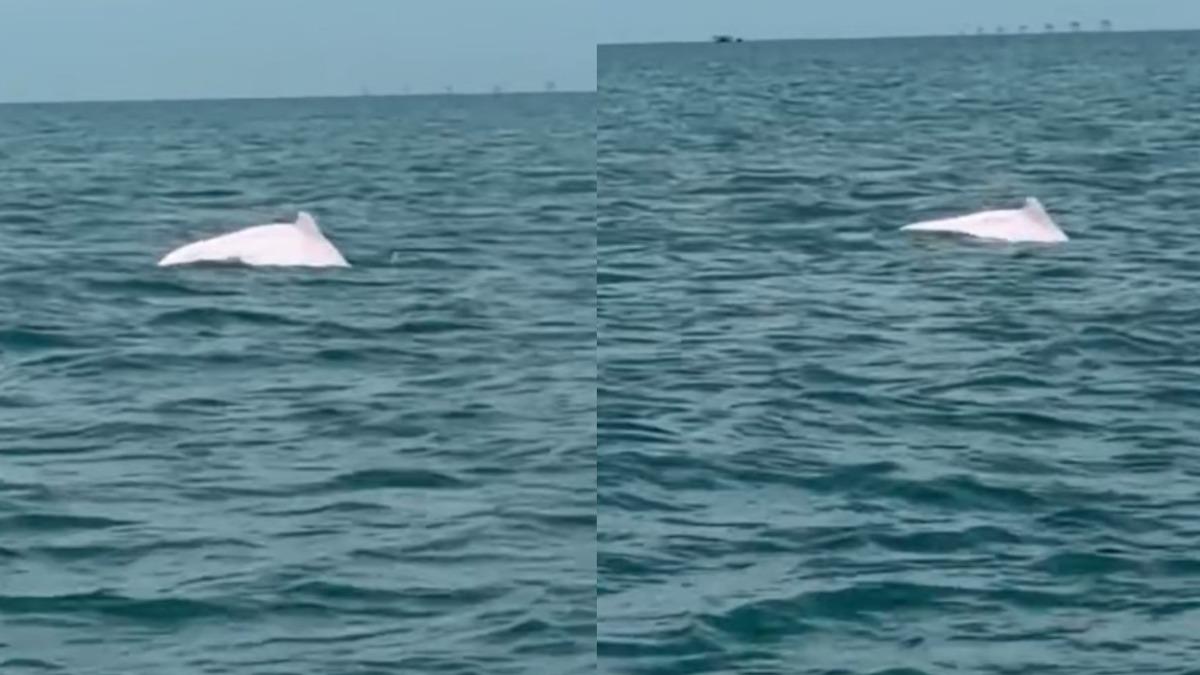 「夢幻粉紅海豚」驚喜現蹤彰化外海 極瀕危剩不到47隻