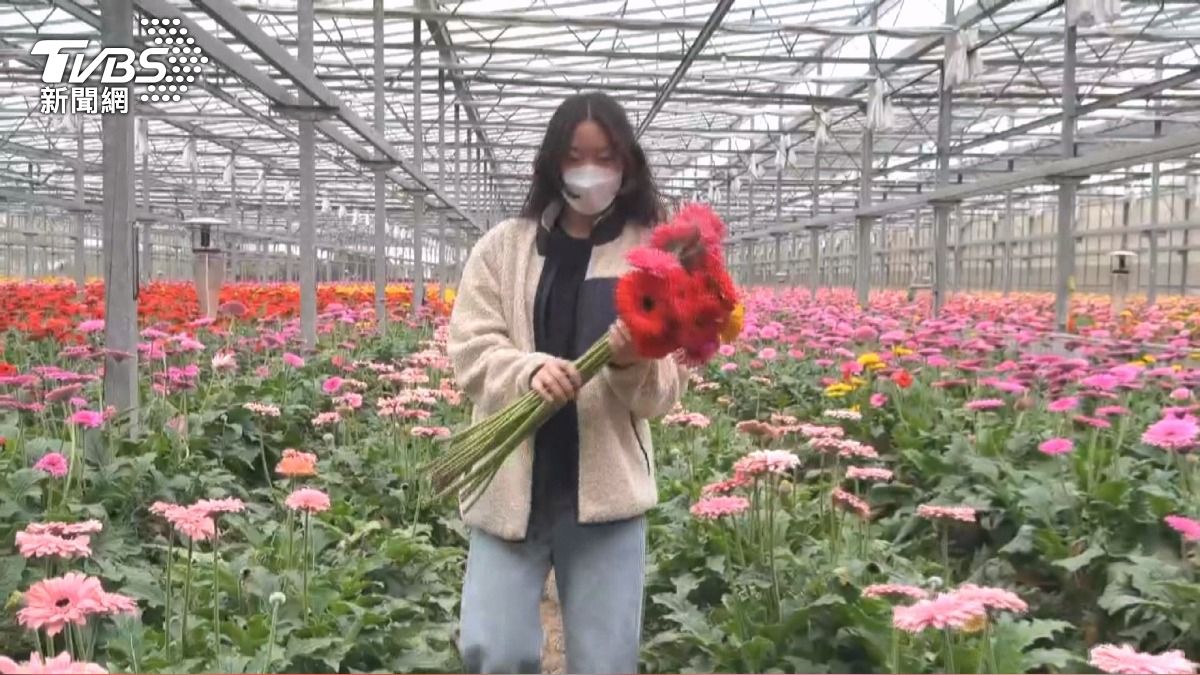 菊花花價太低!「1朵剩2元」花農心碎 乾脆免費送
