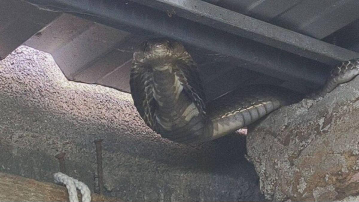 大眼鏡蛇從廁所天花板竄出!泰女打掃一半嚇傻 牠張開頸部噴毒液