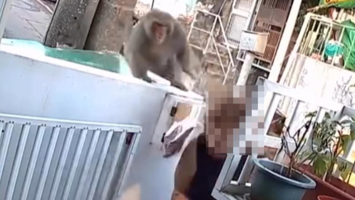 太囂張!高雄獼猴闖民宅偷食、粗暴巴頭 女師崩潰:不敢殺生