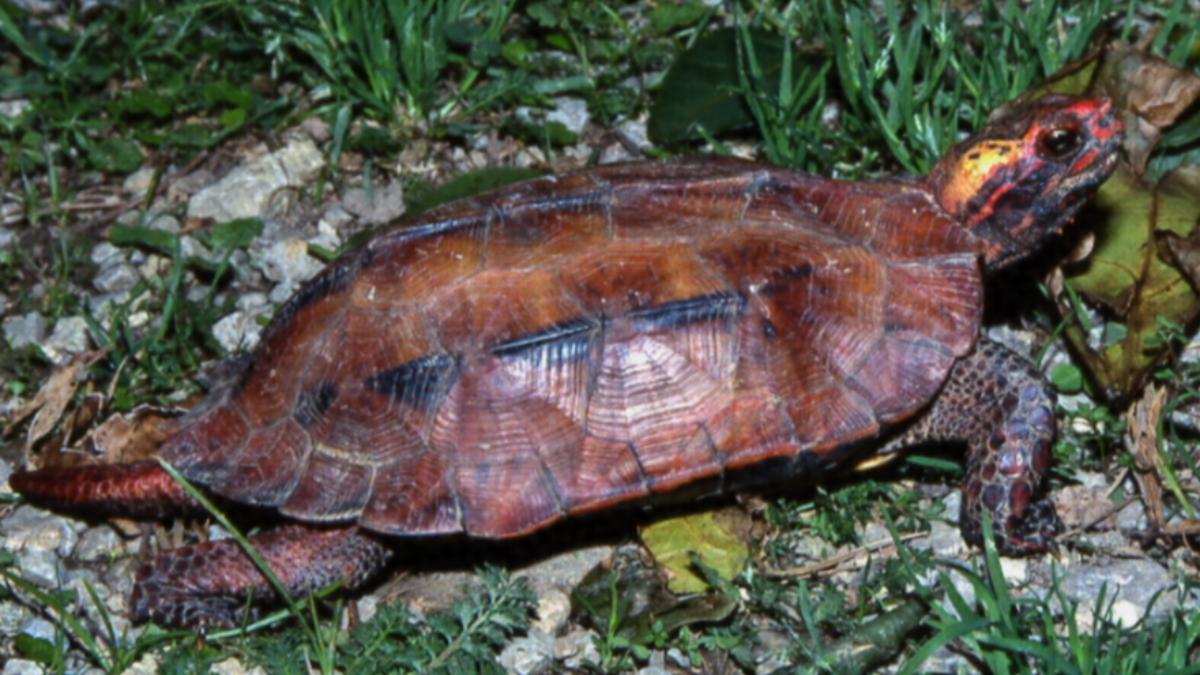 4中國人沖繩盜獵「百隻保育龜」走私香港被逮 法官痛批:自私