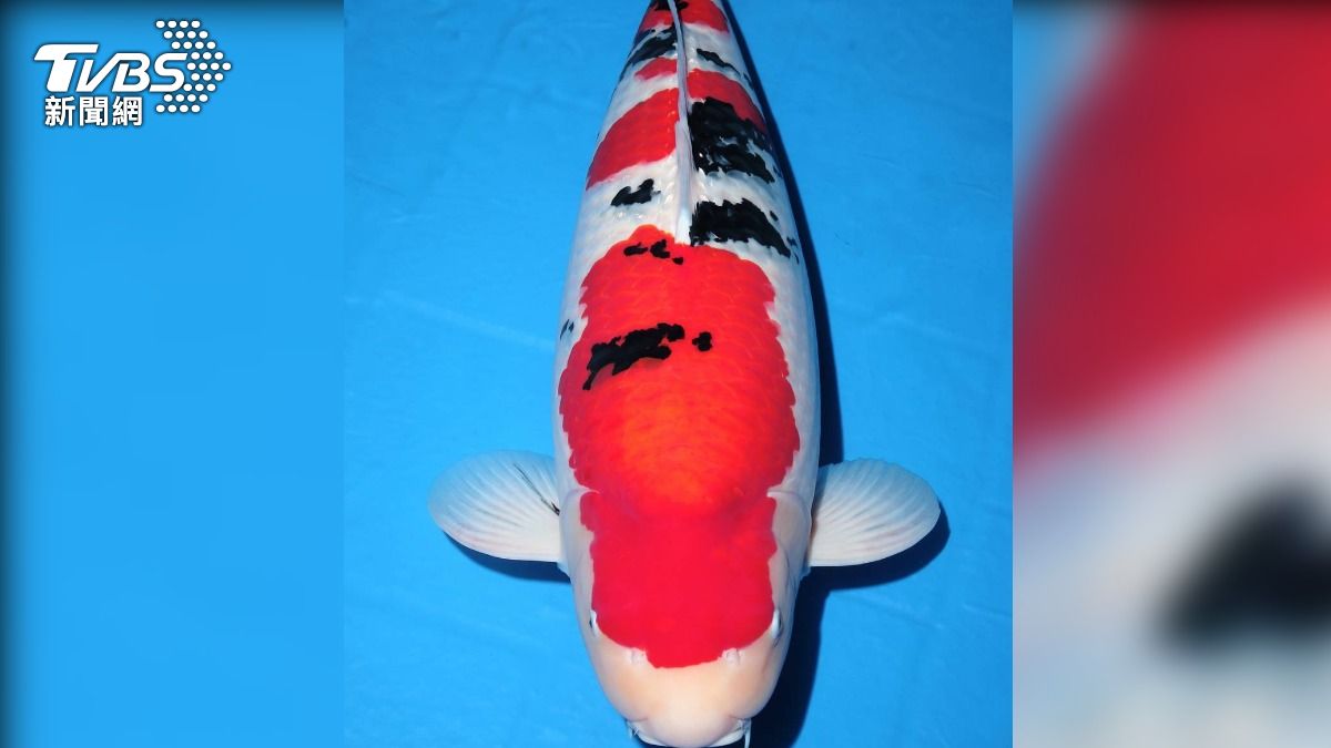 2026年元宵節錦鯉博覽品評會 「大正三色」奪總冠軍