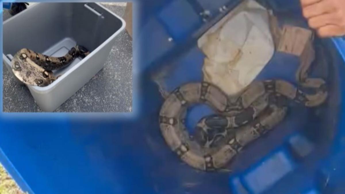 趁主人妻臨盆快跑!2公尺寵物蟒鑽鄰居家 2男嚇壞持槍對峙