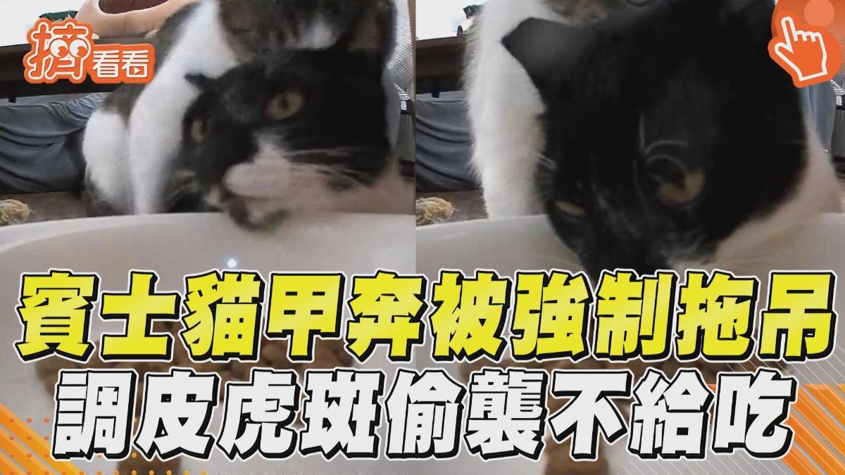 影音/賓士貓甲奔突被「強制拖吊」! 調皮虎斑偷襲不給吃笑翻