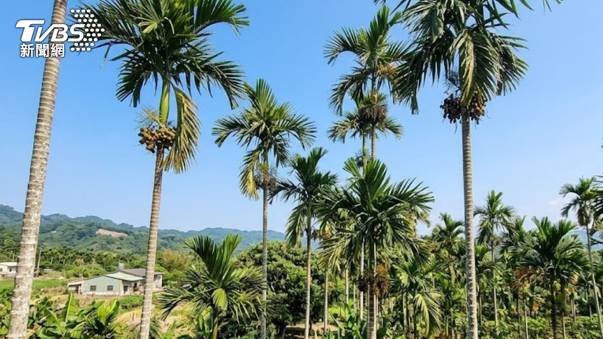 偷整車檳榔!還想撞證人 台東男瞎掰「替人採收」被打臉