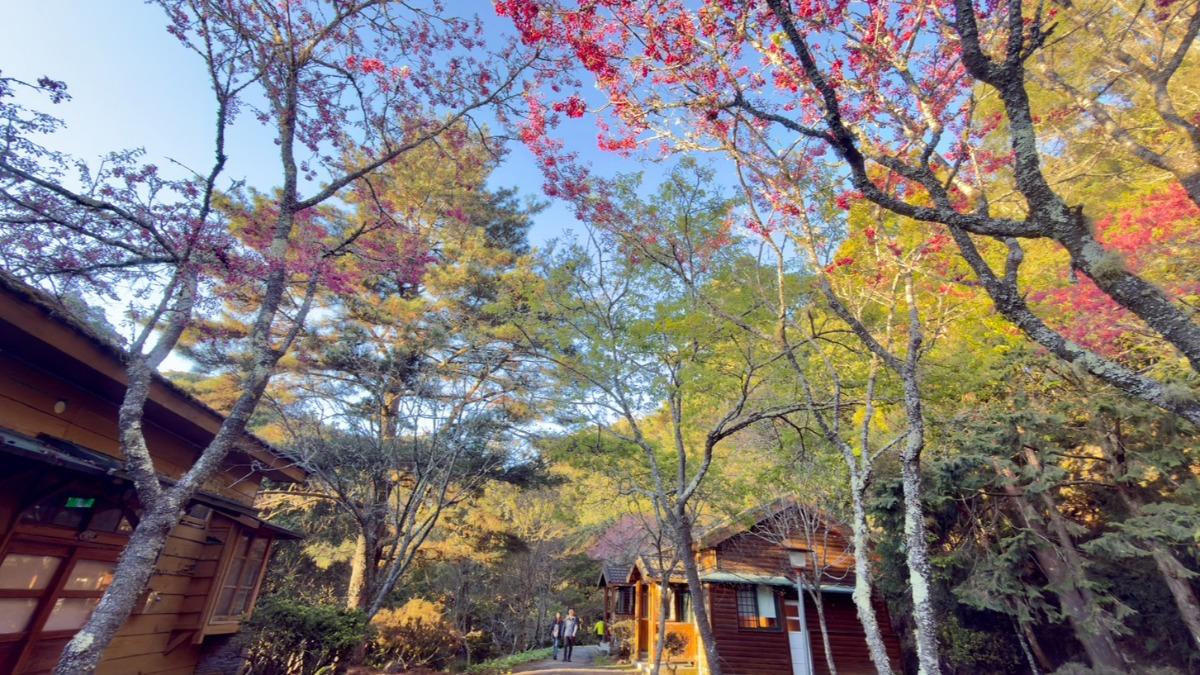 大雪山霧社櫻綻放 山櫻花相映妝點三月雪