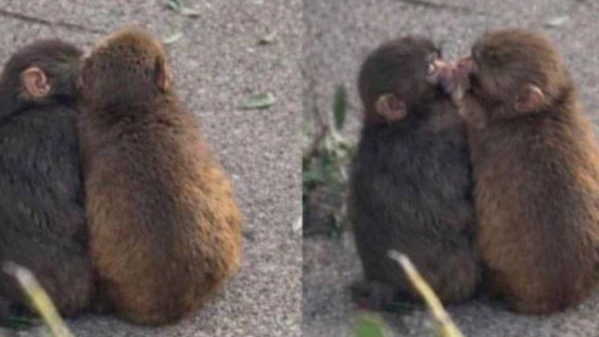 日本明星猴Panchi交女友　兩猴親親抱抱放閃萌翻網