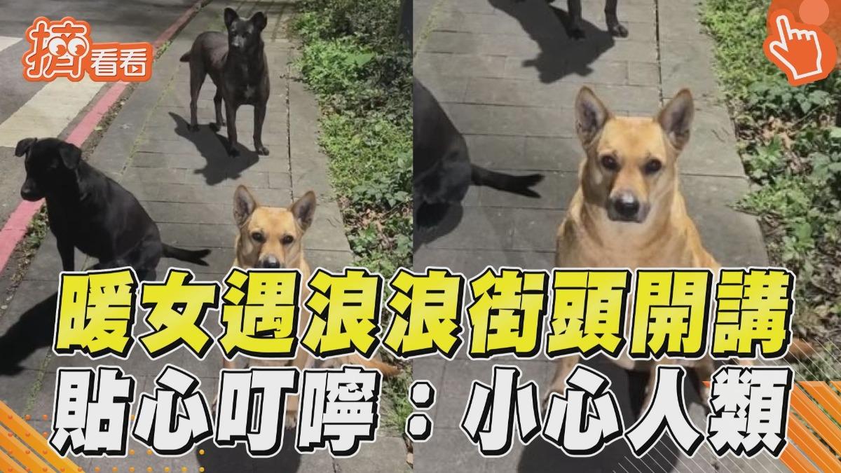 影音/暖女遇浪浪叮嚀「看到人類要躲好」 狗勾全程乖乖聽講
