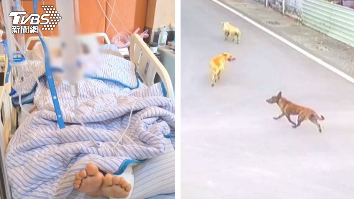 阿嬤下田遭3惡犬撕咬!200處傷口「血肉模糊」 兇手竟消失