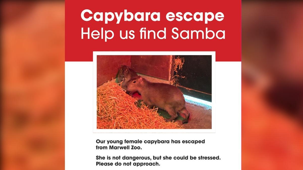 水豚剛入園1天「閃電逃脫」 英動物園急籲:有水的地方就有她