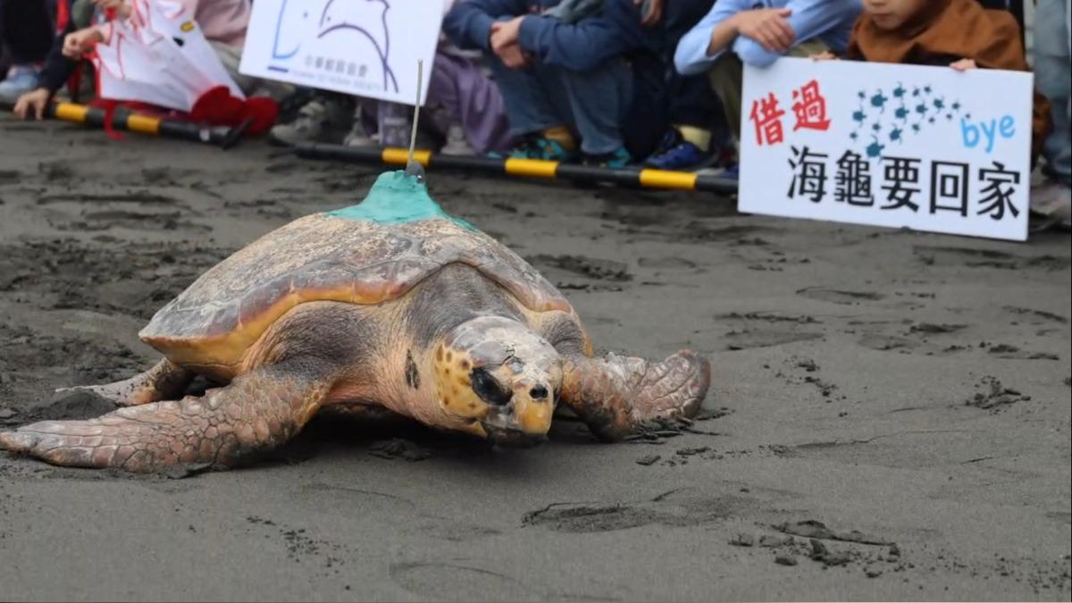 一聲不敢吭!赤蠵龜野放 學童靜默守護成最美風景