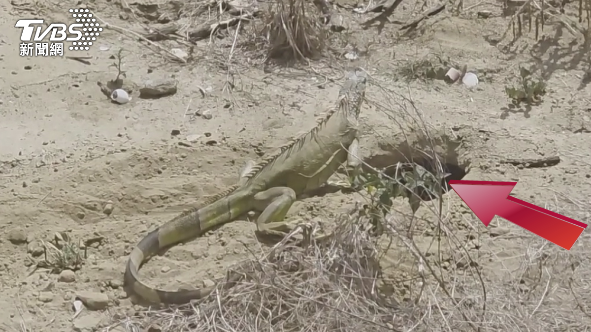 綠鬣蜥入侵還築巢孵蛋!男童公園釣到「巨獸」嚇壞