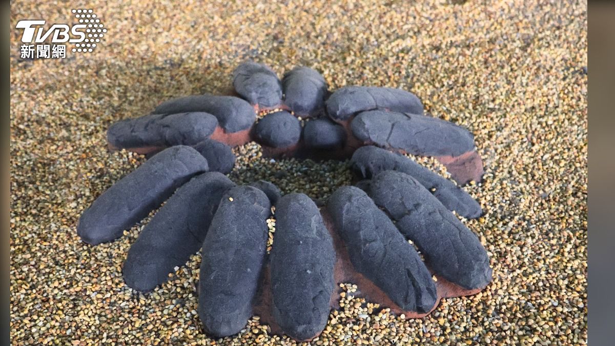 竊蛋龍的蛋窩呈多圈圓環狀排列,中心留有空隙,因此身體接觸到蛋的程度遠低於現代鳥類。(圖/國立自然科學博物館)