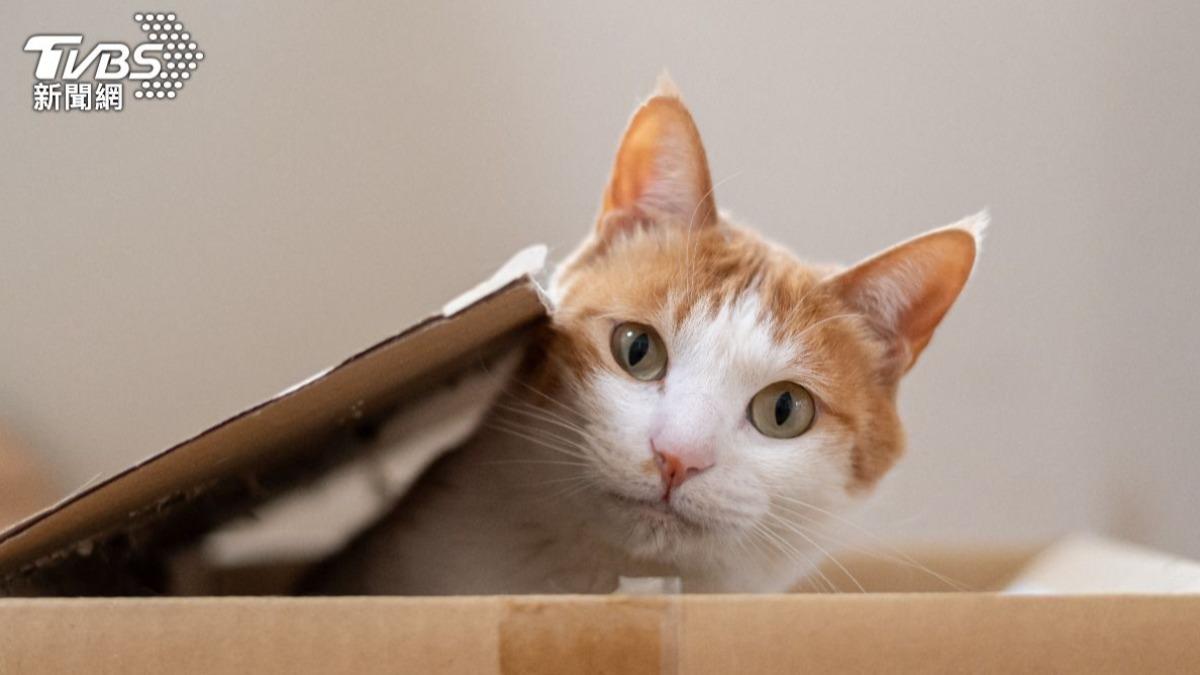 異色瞳梵貓血統復育 高音頻警示刺蝟避路殺