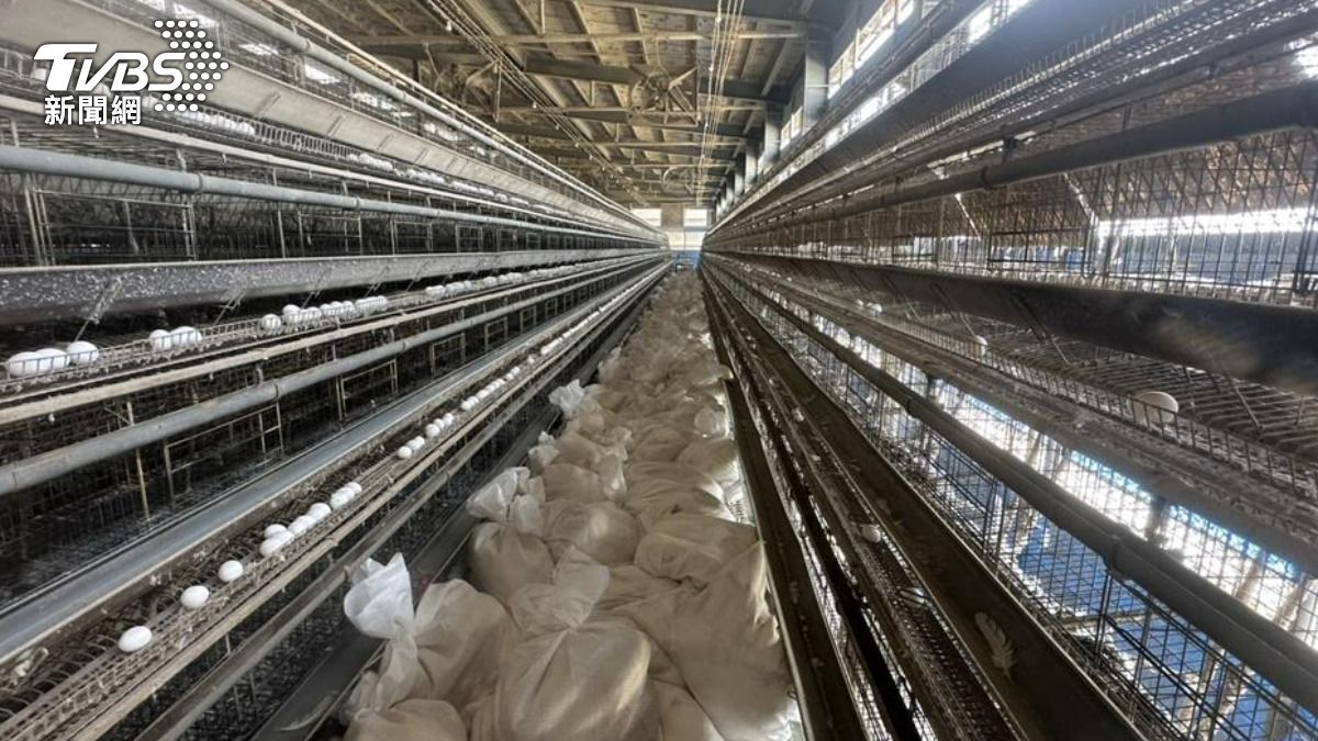彰化今年首例禽流感 蛋雞場6.2萬隻緊急撲殺