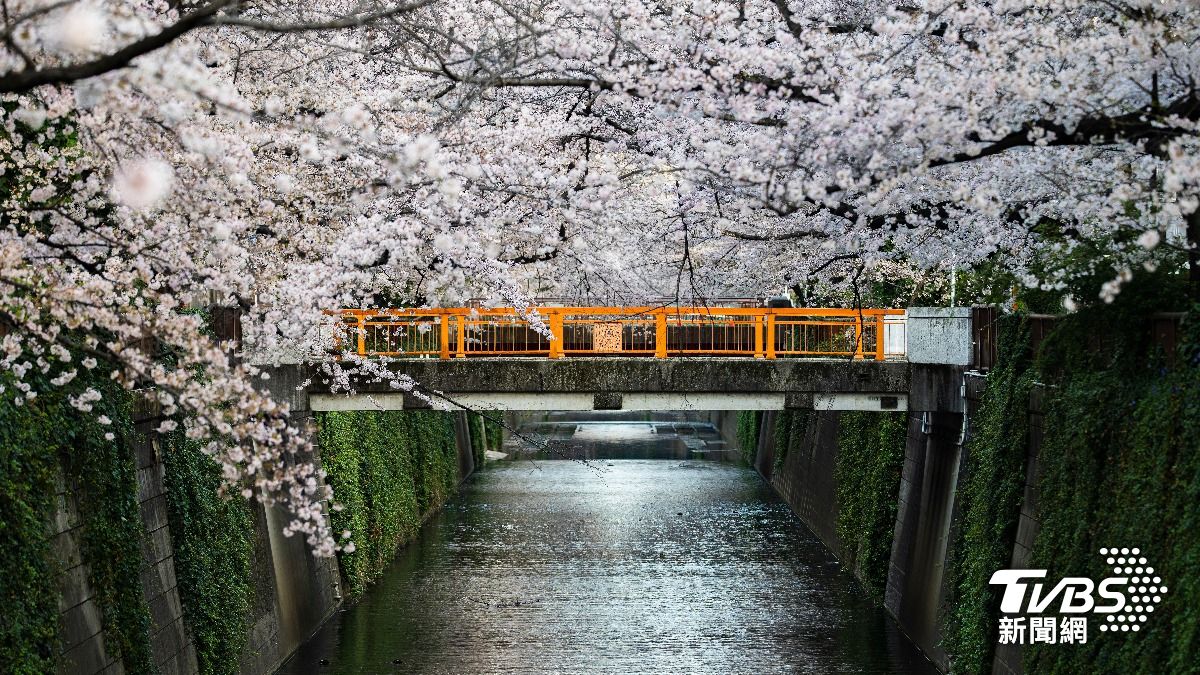 東京賞櫻景點「掛1標語」日網吵翻!達人籲台旅客:先別去