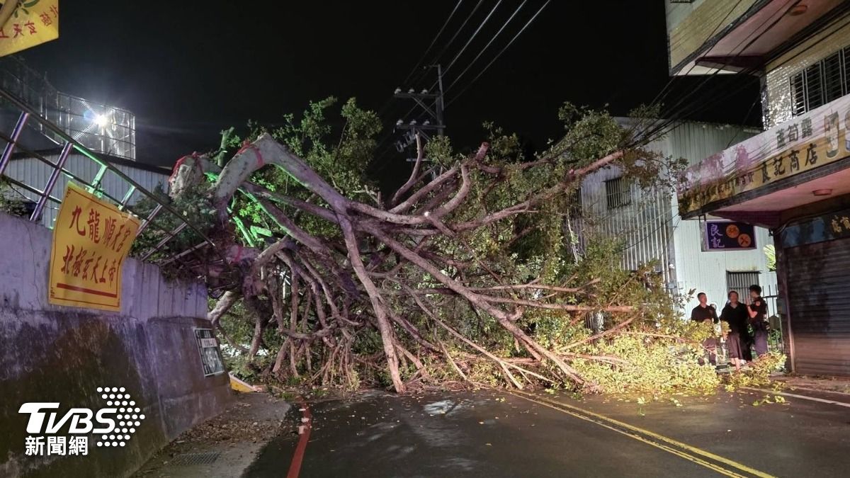 五股巨樹深夜倒塌險砸人車!佔據雙向車道 警急到場管制