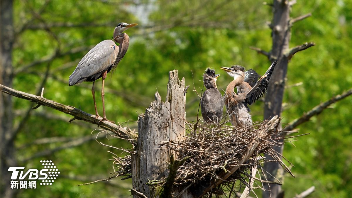 幼鳥掉地先別撿!動保處教「三不原則」避免誤救:恐害母子分離