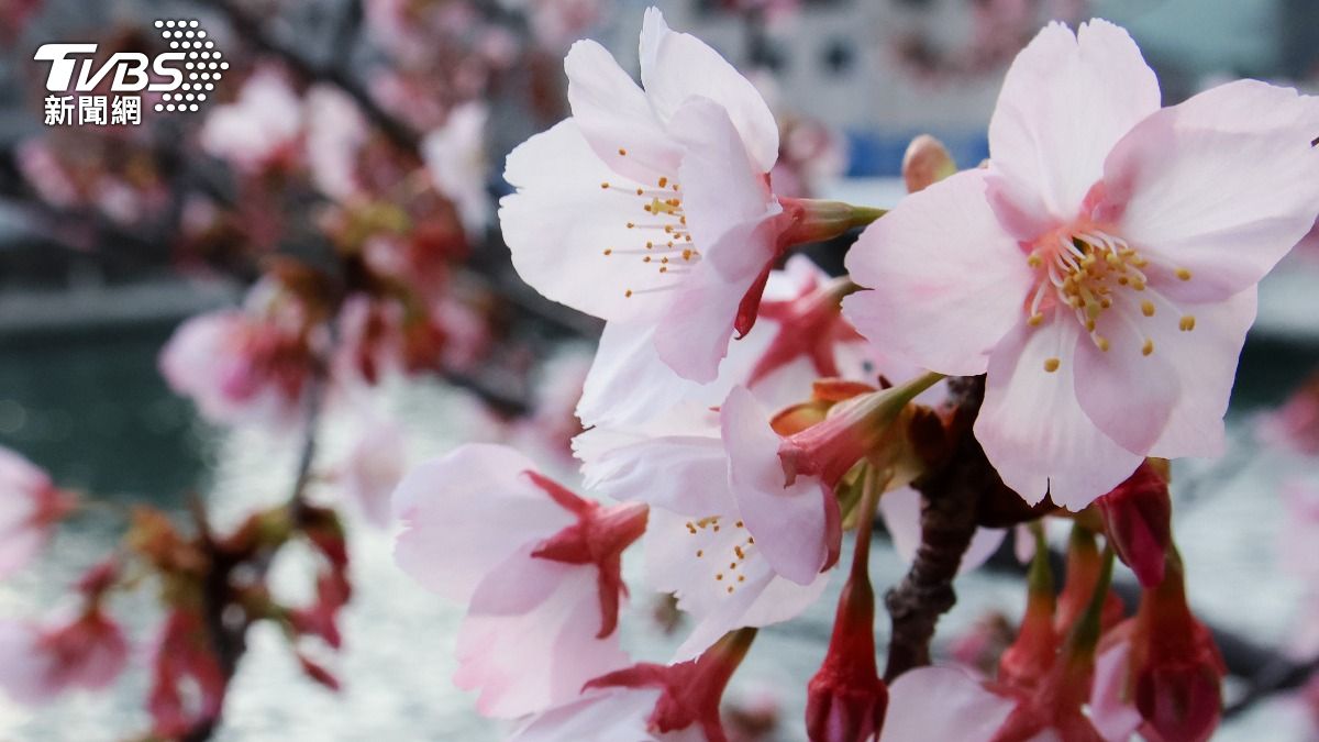 好天氣助攻!東京櫻花滿開 日三大櫻花「山高神代櫻」盛開