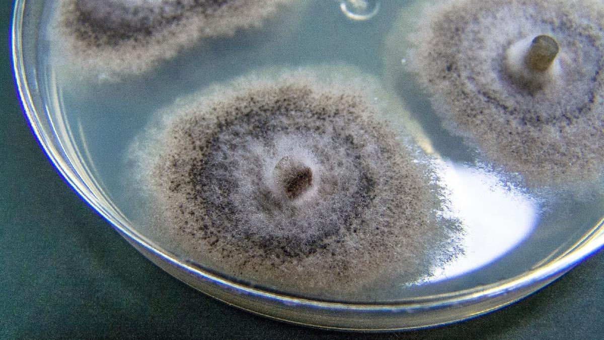 可吞噬核輻射!車諾比驚現「神奇黑真菌」 有望化身太空裝甲