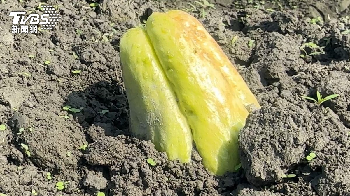 影音/花蓮田間種滿「土芭樂」?在地人揭真相